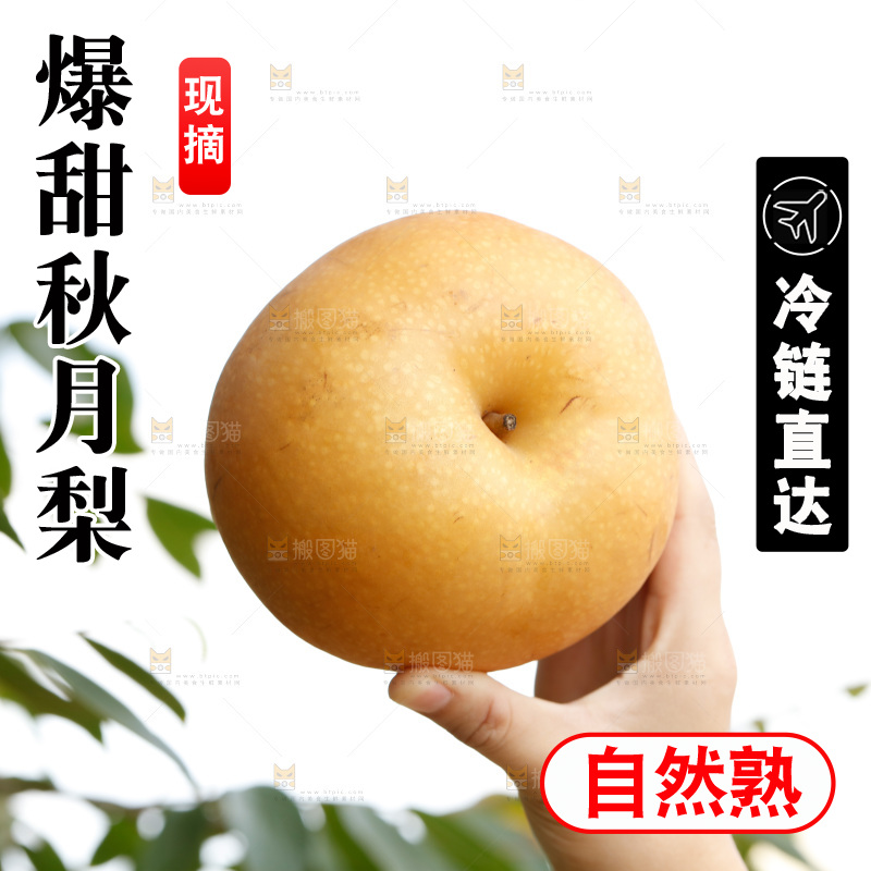 手里拿着莱阳秋月梨