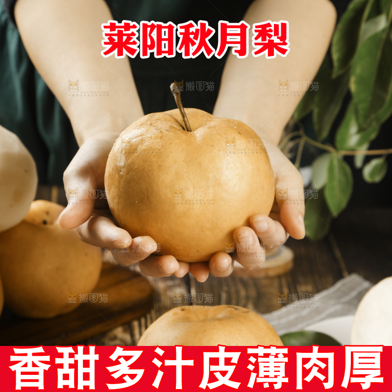 手里拿着莱阳秋月梨