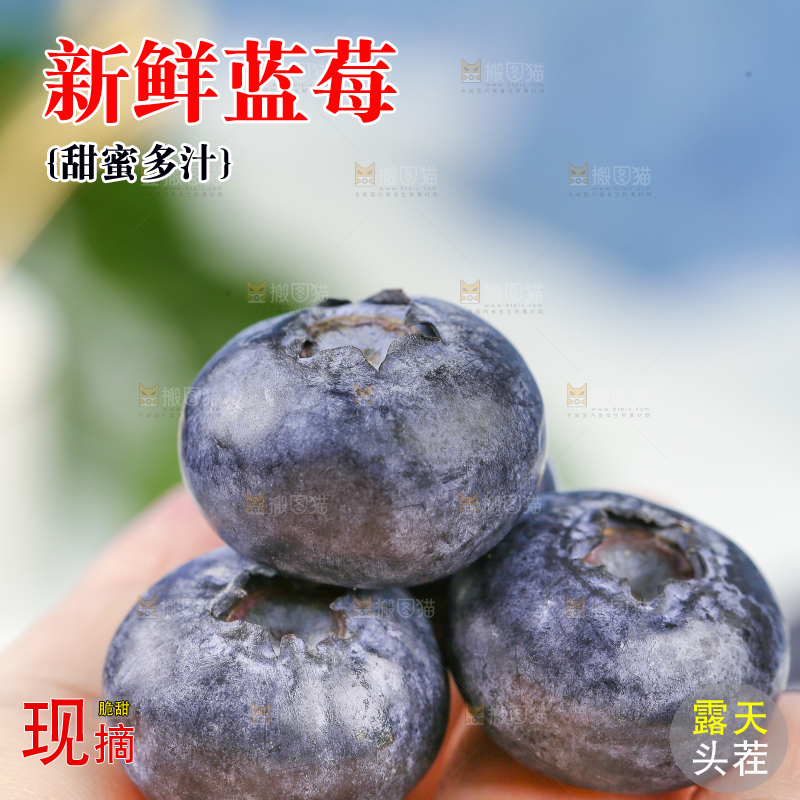 手上放着新鲜大蓝莓