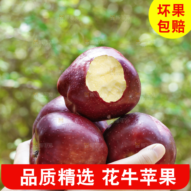 手里拿着天水花牛苹果