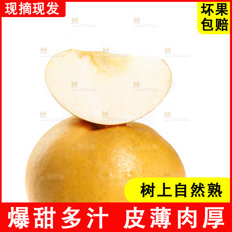白底上的山东秋月梨