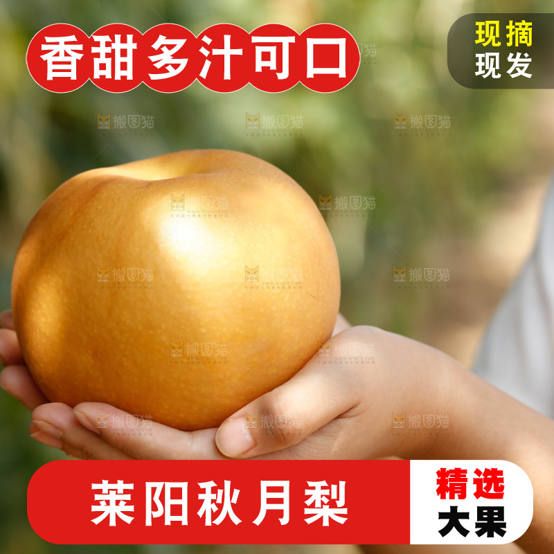 手里拿着莱阳秋月梨