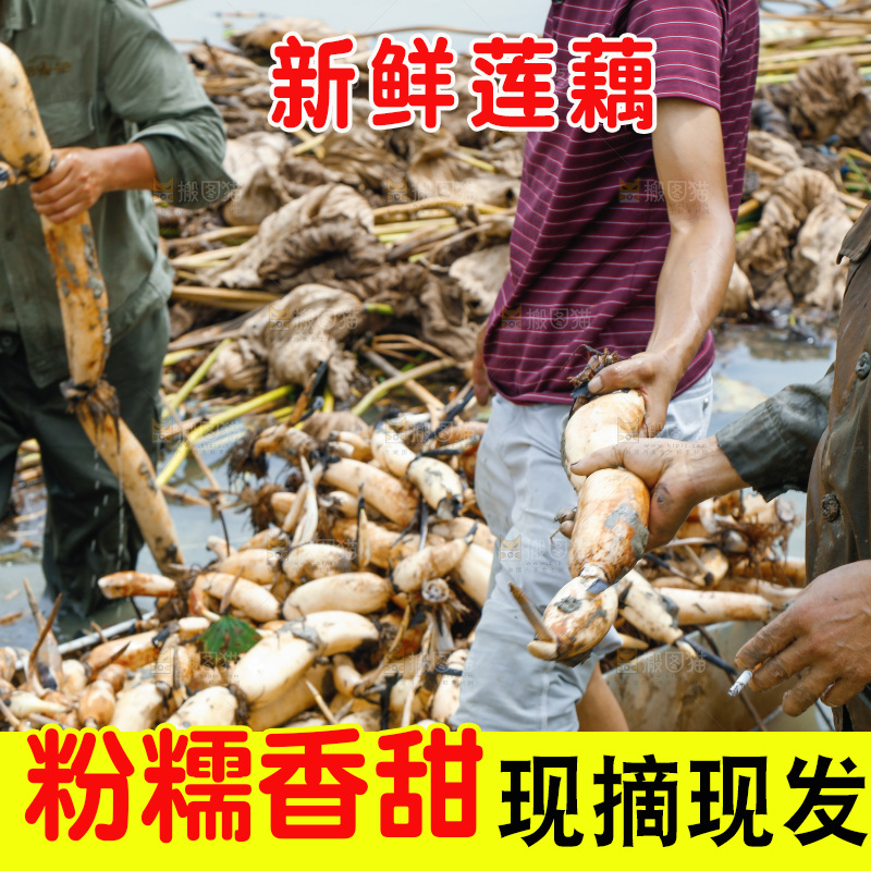 农民手里拿着莲藕