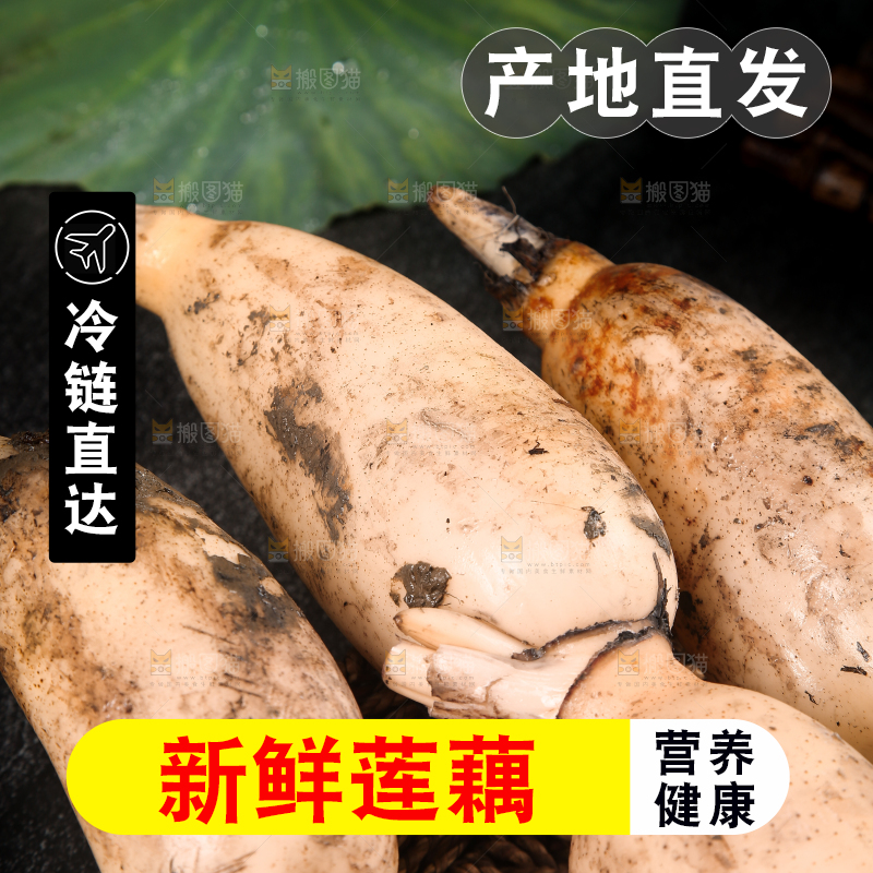 篮子里的洪湖莲藕