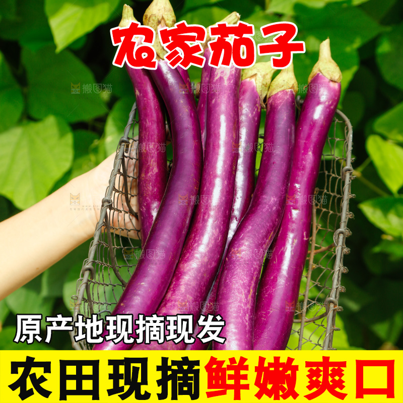 手里端着一篮紫茄子