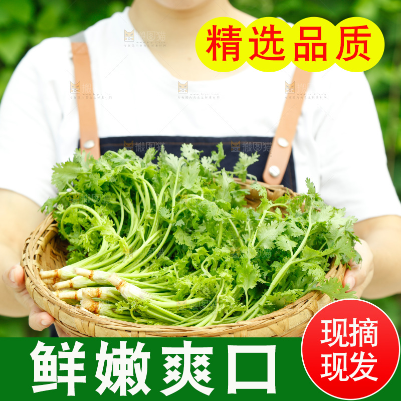 手里端着一篮四季香菜