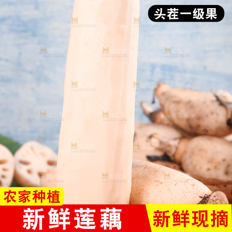 木底上的湖北洪湖粉藕