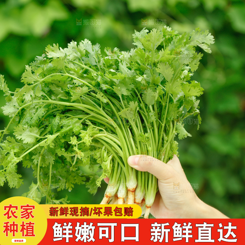 手里拿着香菜
