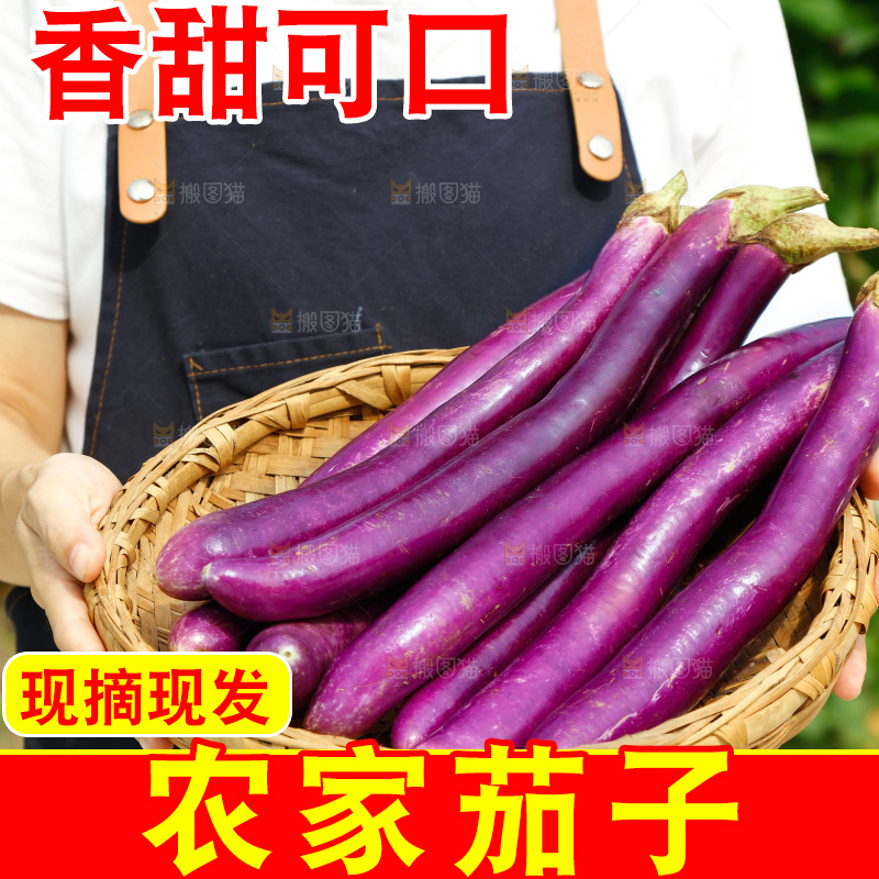 手里端着紫长茄子