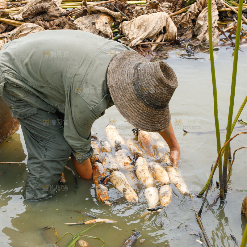 农民手里拿着莲藕