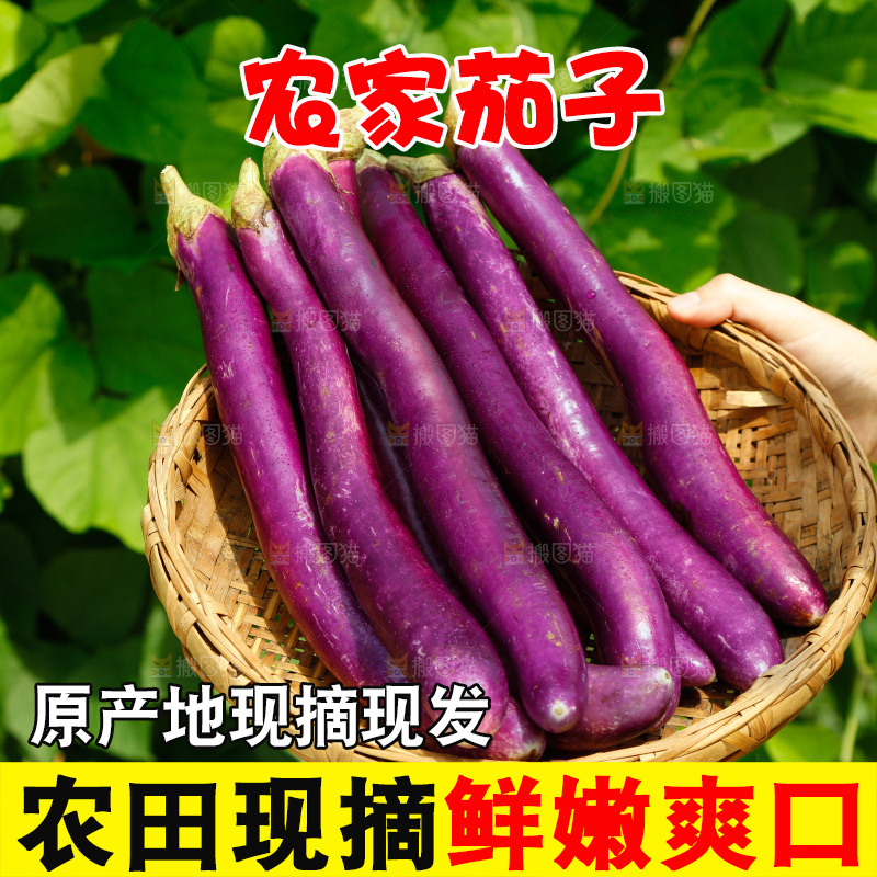 手里端着紫长茄子