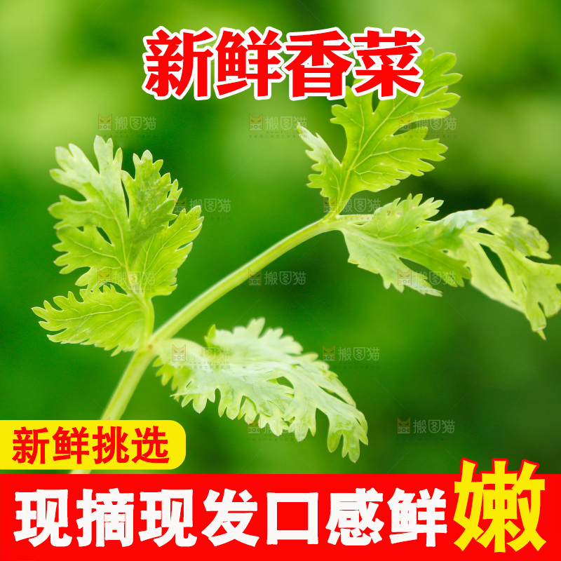 香菜叶子