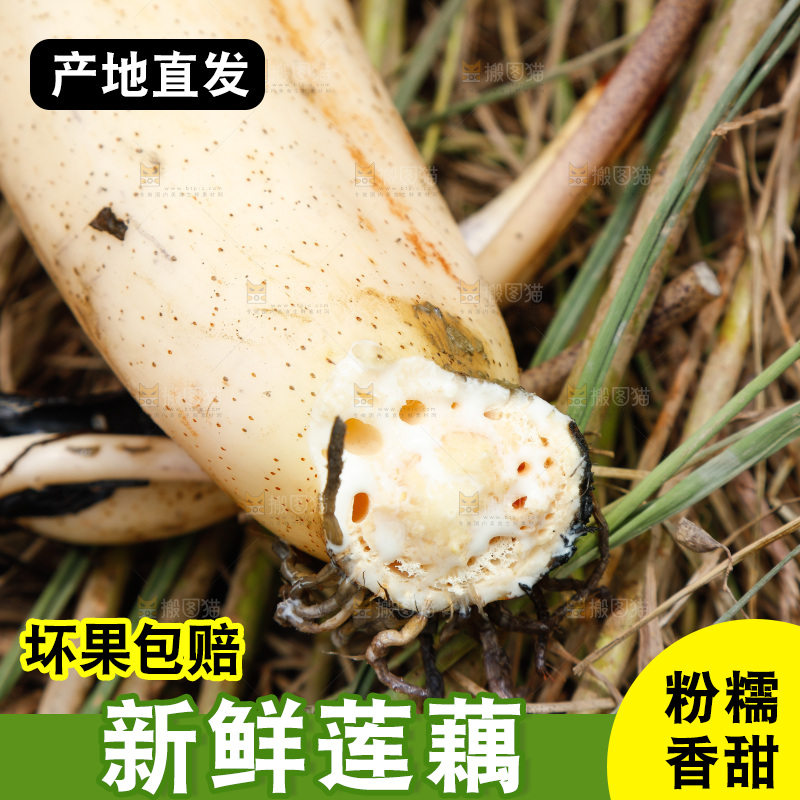 一节莲藕