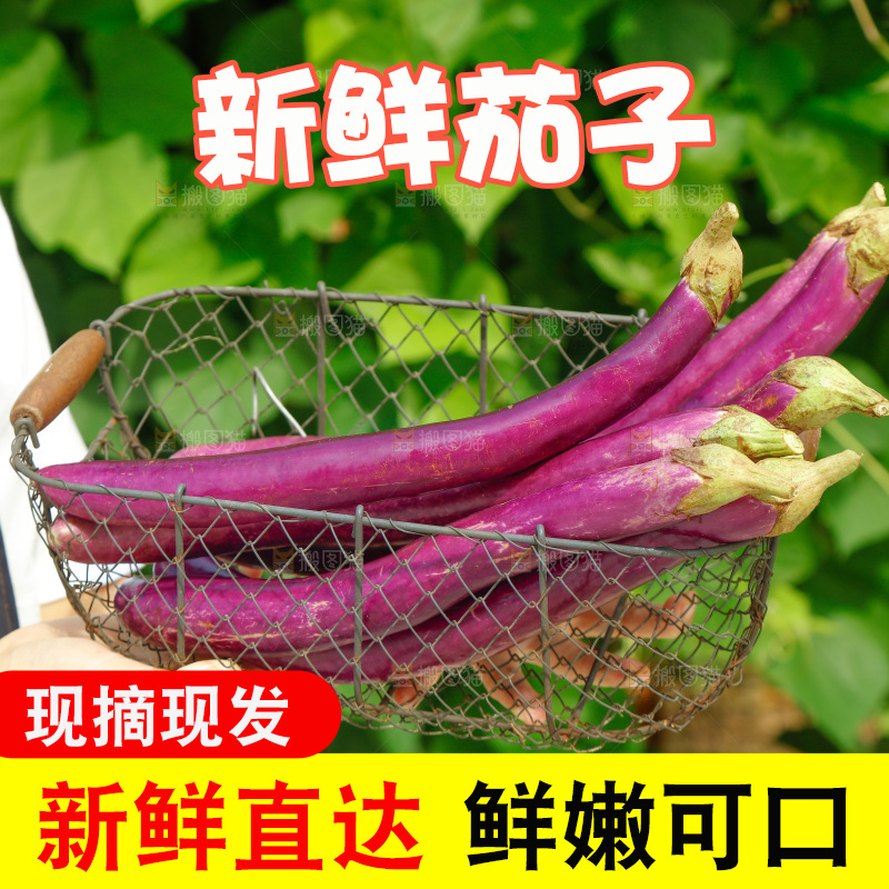 手里端着一篮紫茄子