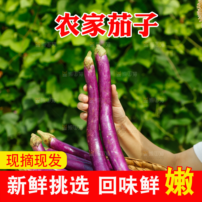 手里端着紫长茄子