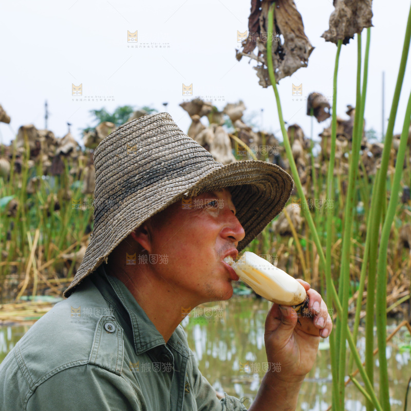 农民吃着莲藕
