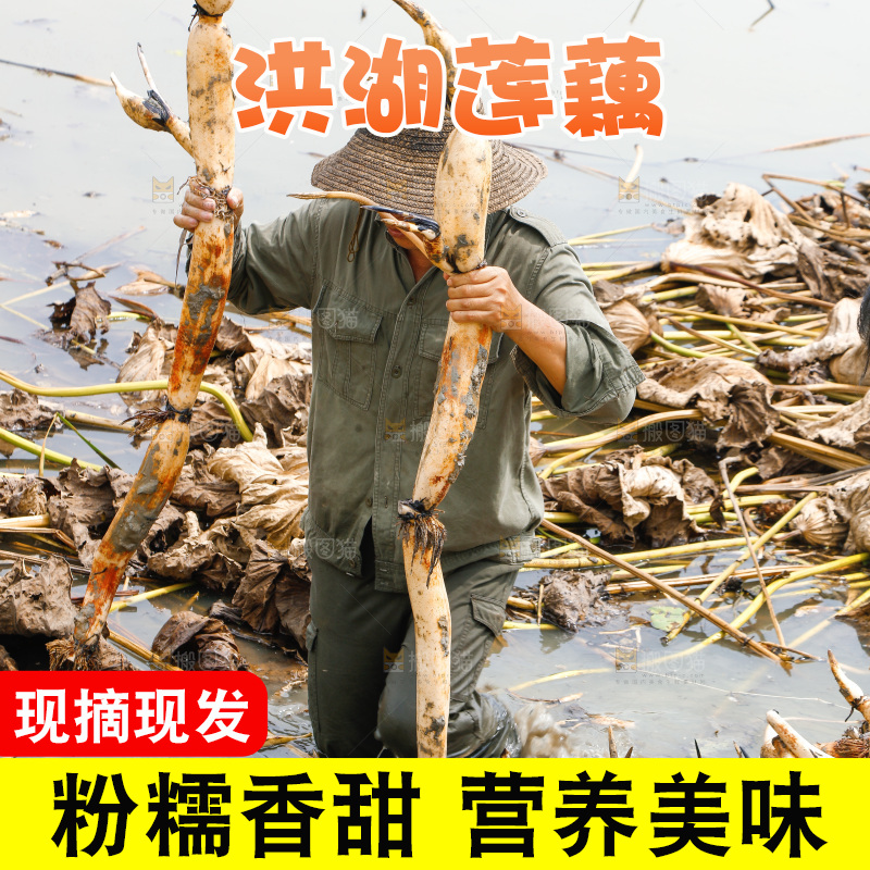 农民手里拿着莲藕