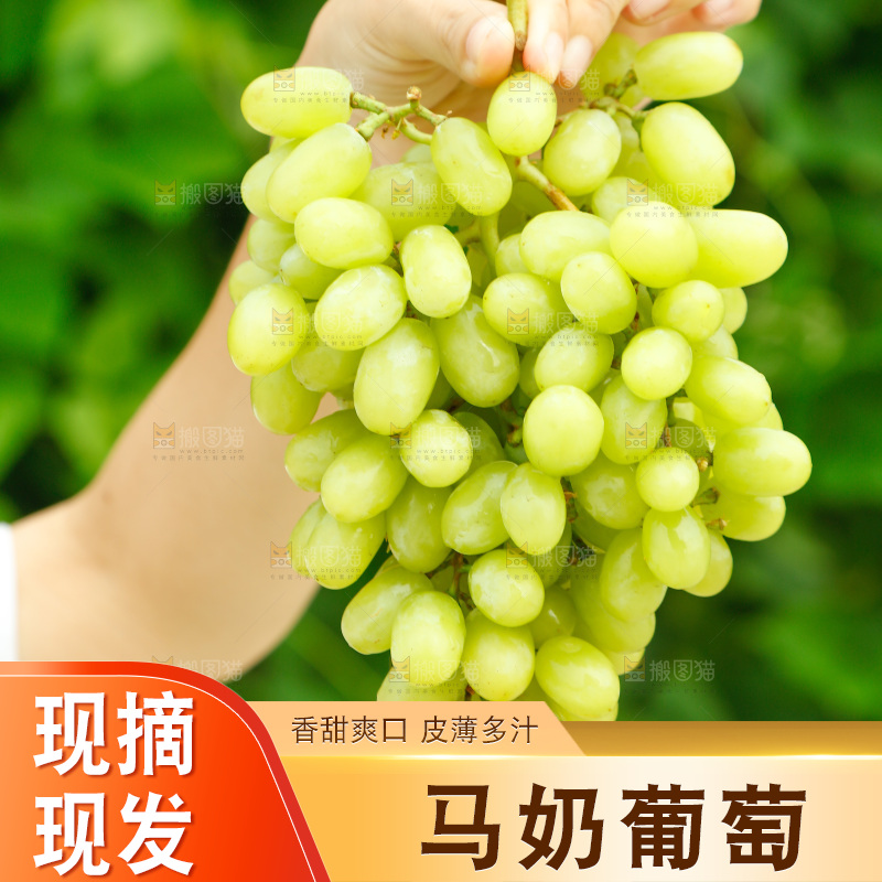 手里拿着马奶提子