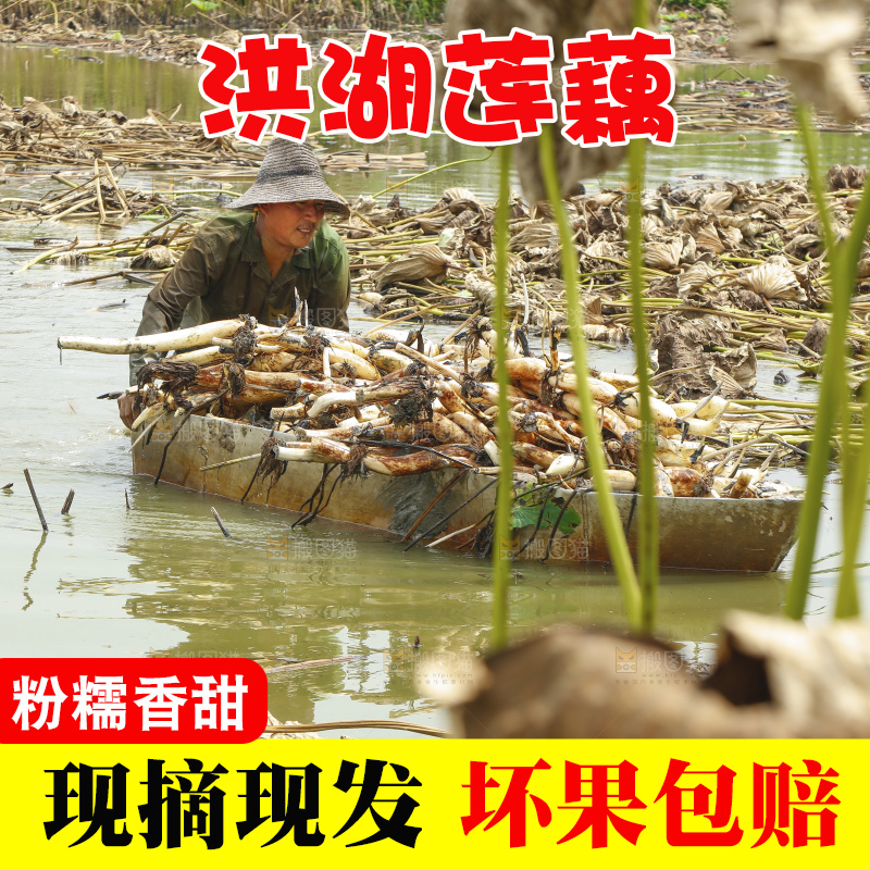 小船里装着现挖的洪湖莲藕