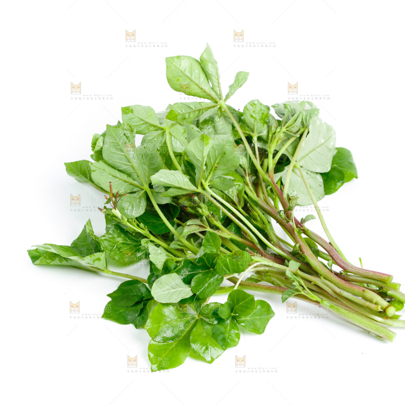白底上放着湖北白花菜