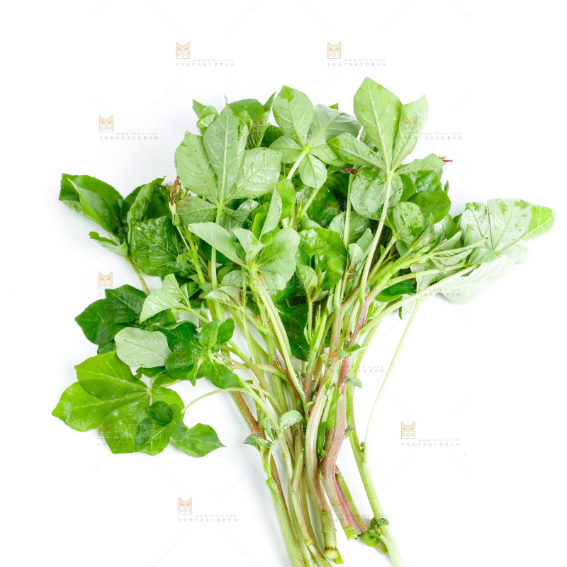 白底上放着湖北白花菜