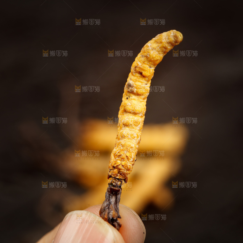 手里拿着冬虫夏草