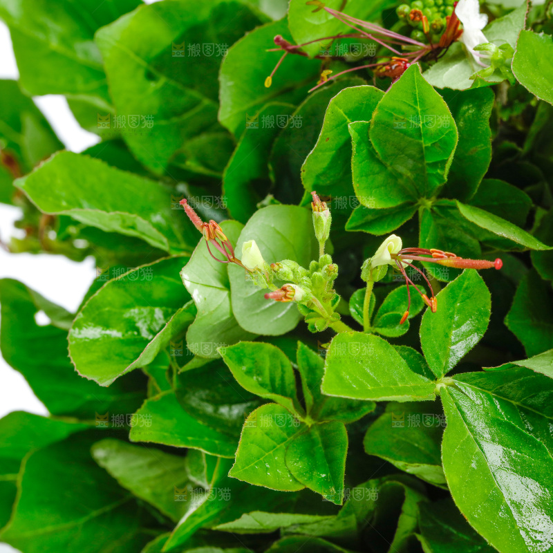 一堆白花菜