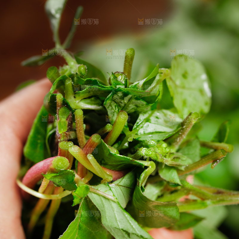 手里拿着一把白花菜