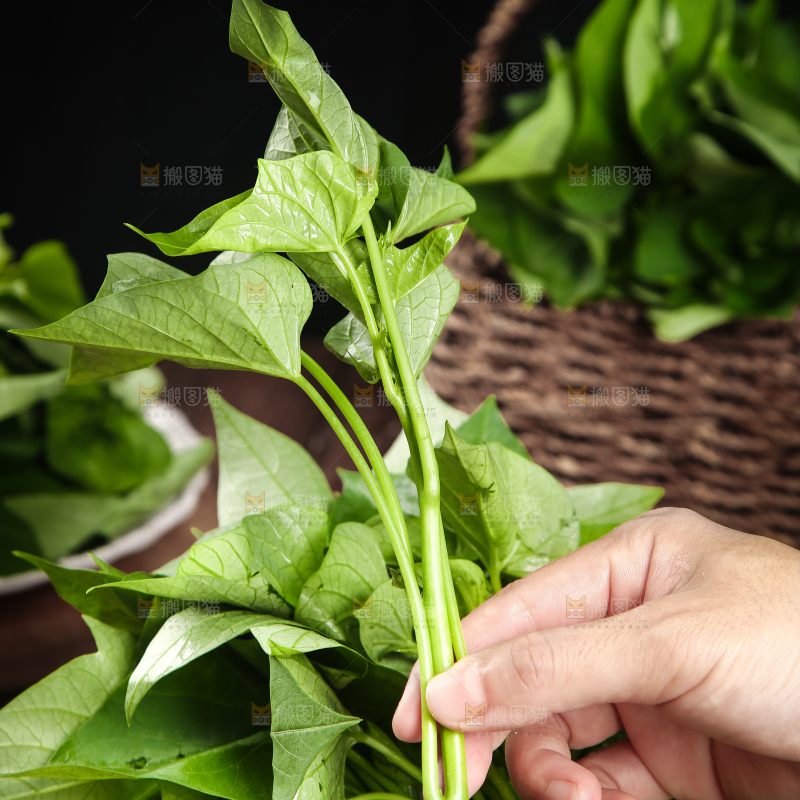 手里拿着红薯叶