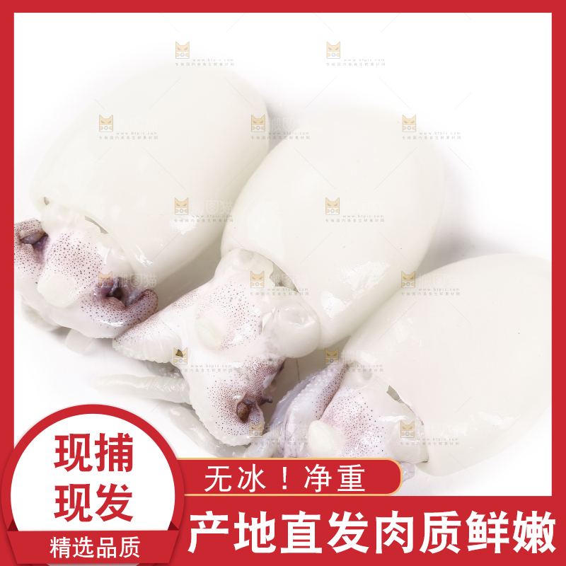 白底上的小墨鱼仔 