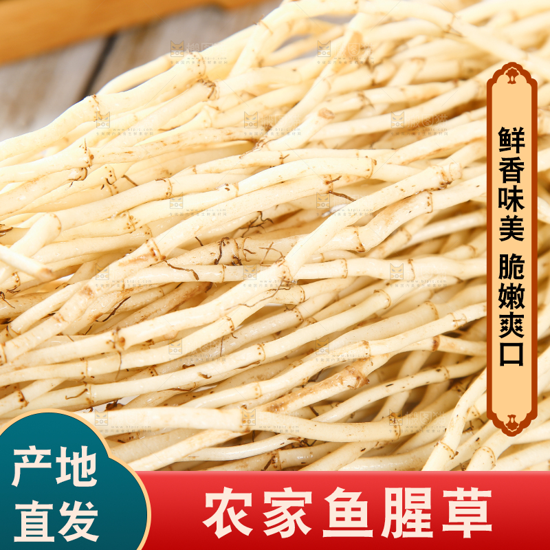 一堆新鲜鱼腥草