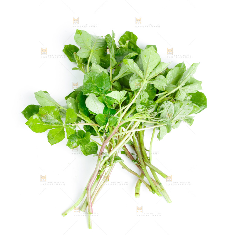 白底上放着湖北白花菜