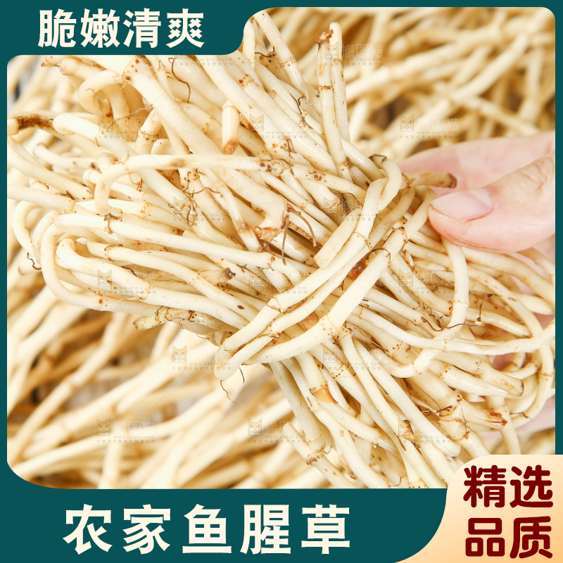 手里拿着四川鱼腥草