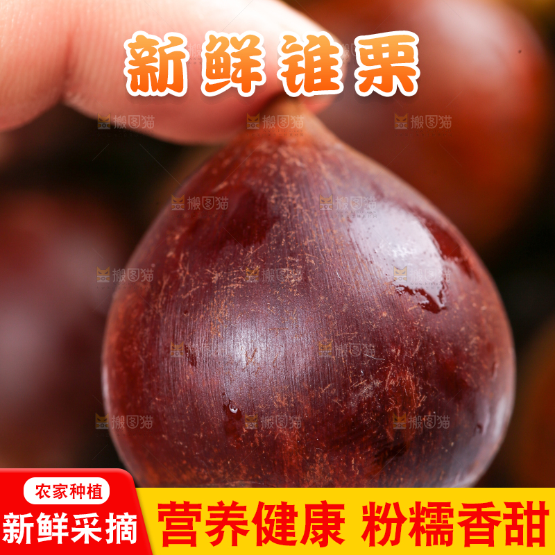 手拿着锥栗