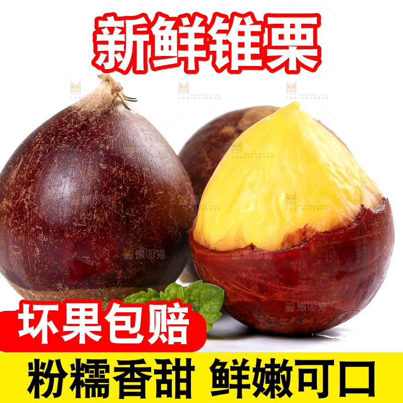 白底上的锥栗