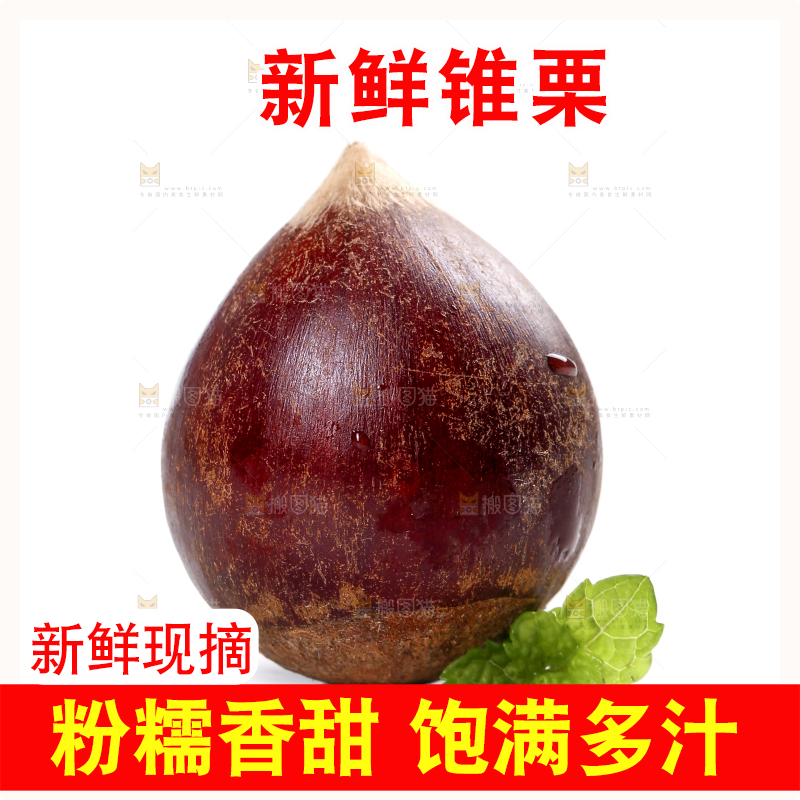 白底上的锥栗