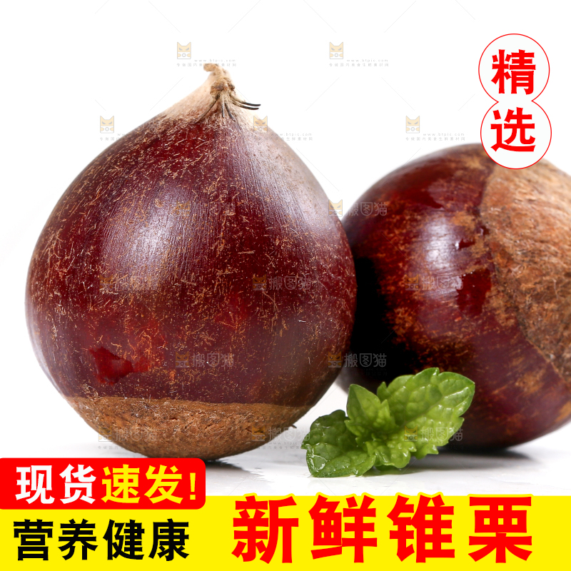 白底上的锥栗