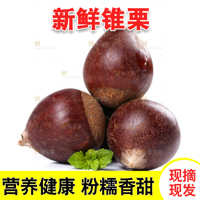 白底上的锥栗
