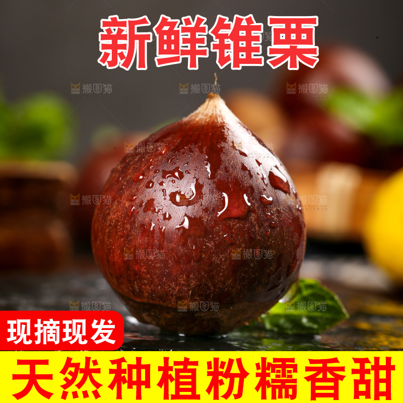 黑底上的锥栗