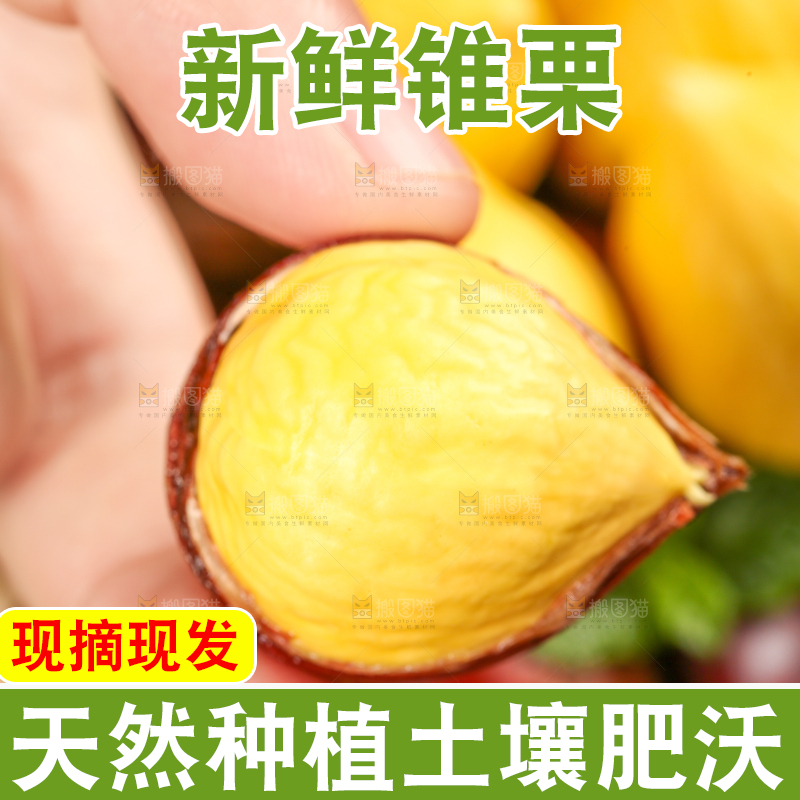 手拿着锥栗仁