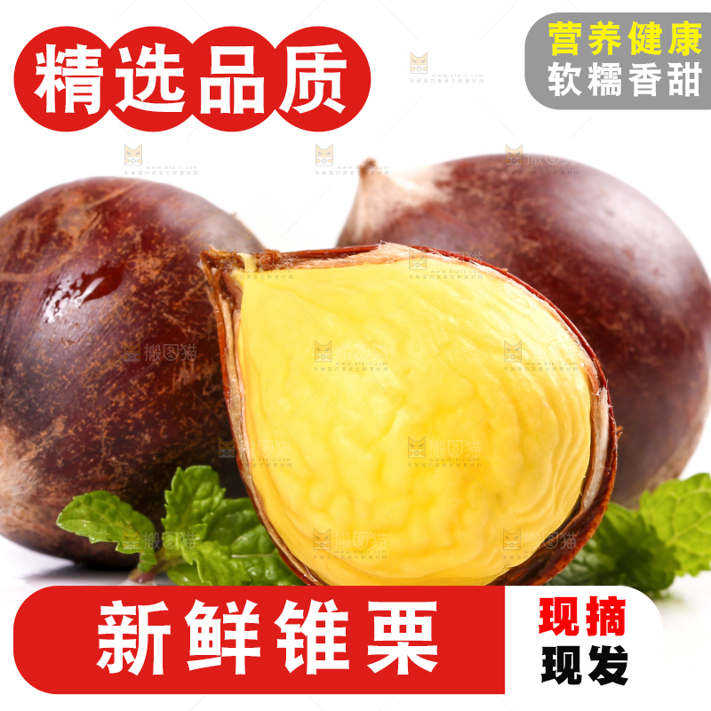 白底上的锥栗