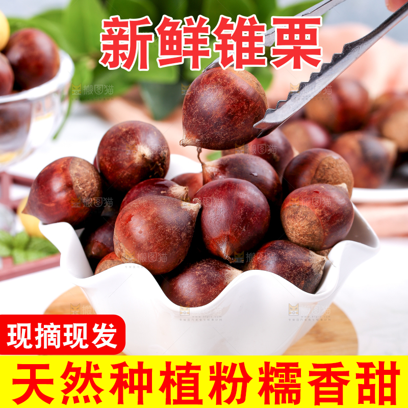 夹子夹着锥栗