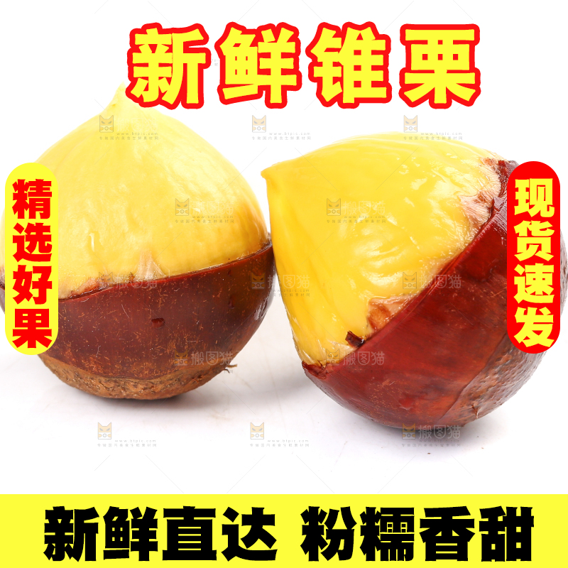 白底上的锥栗