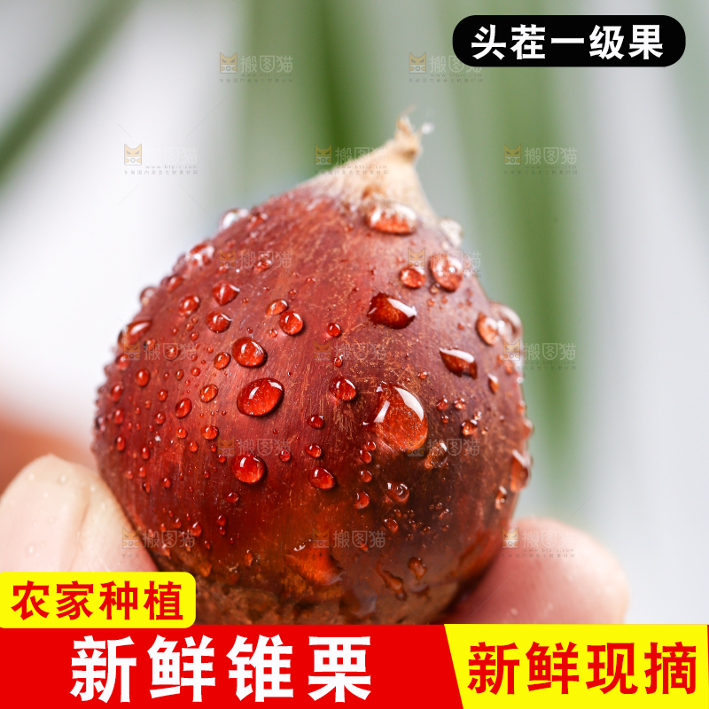 手里拿着建瓯锥栗