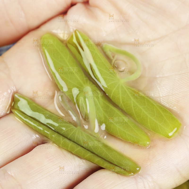 手里的马蹄菜