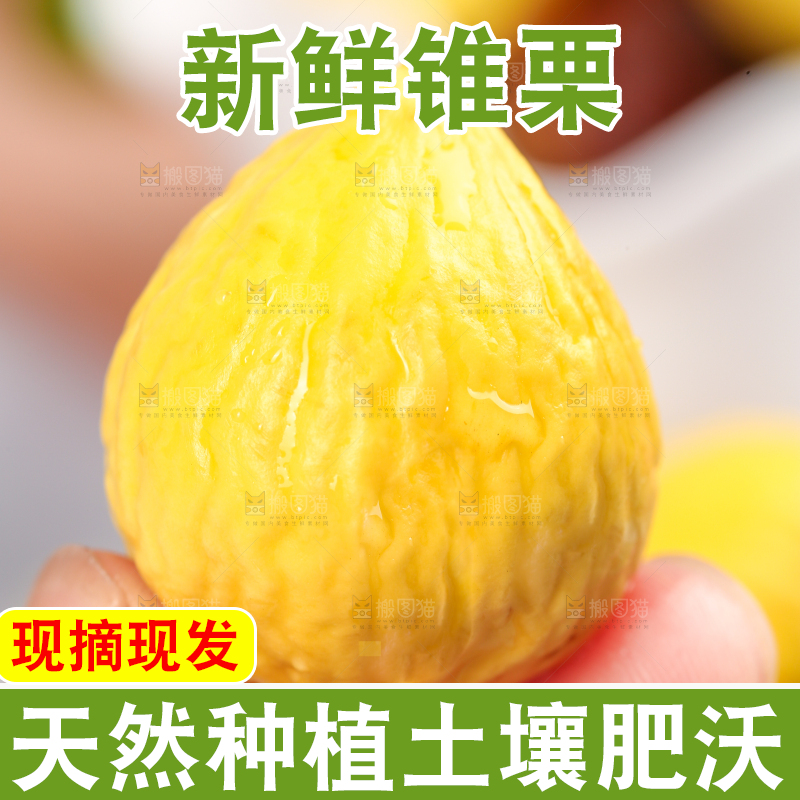手拿着锥栗