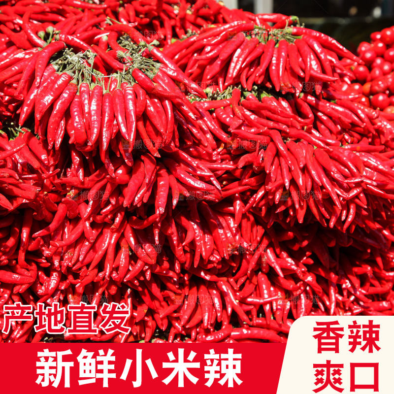 堆放着的大片小米辣
