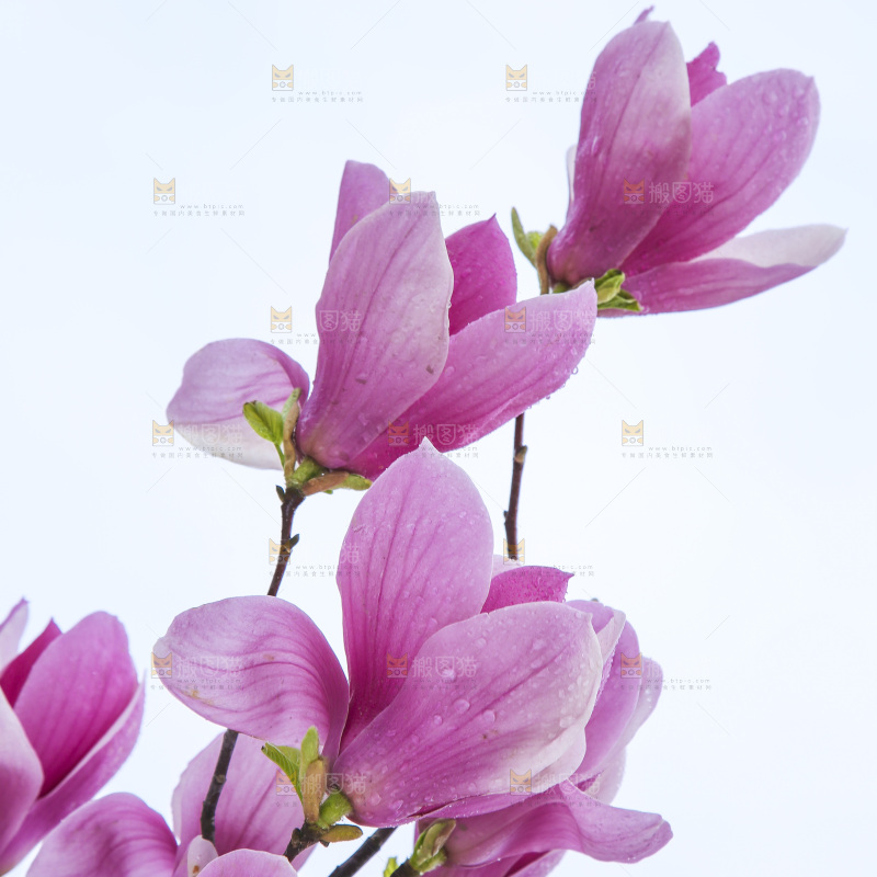 户外的玉兰花