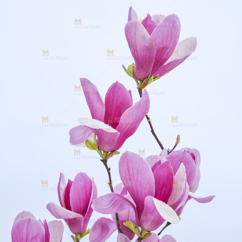 户外的玉兰花