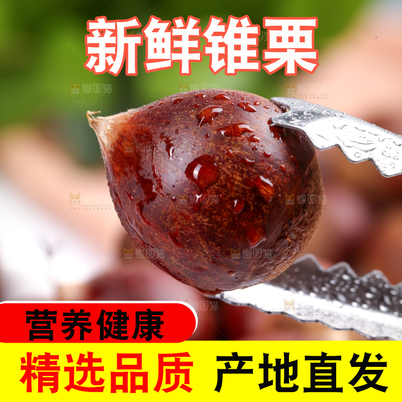 夹子夹着锥栗